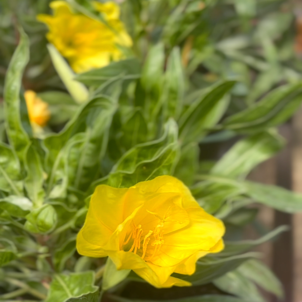 Oenothera | Ozark Sundrops - 1 Gallon