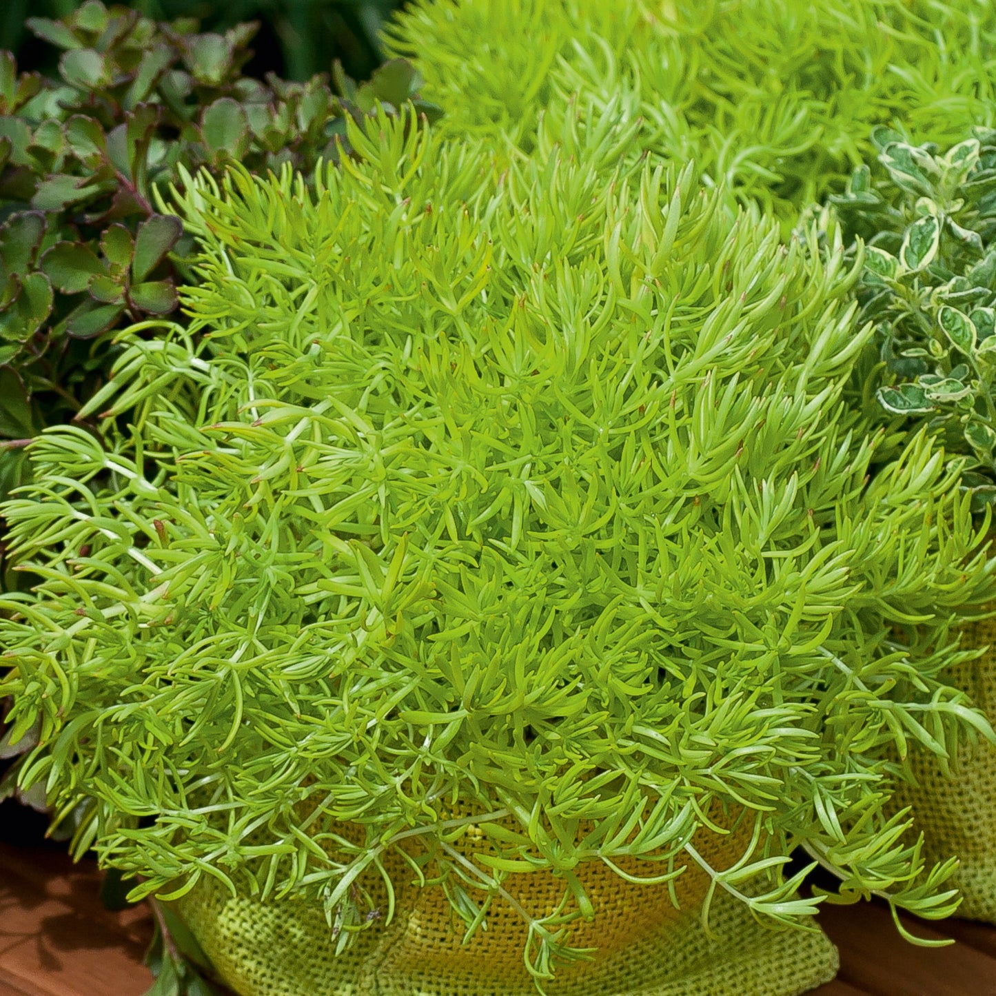 Sedum | Gold Mound - 3 Quart