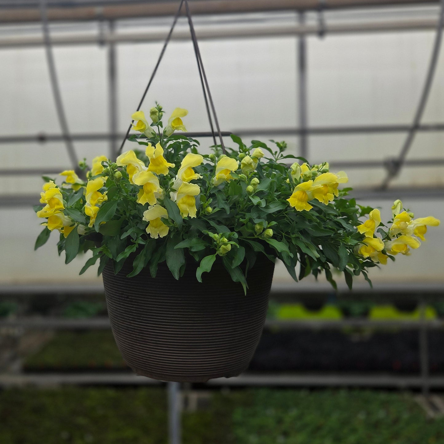 Snapdragon | Candy Showers - Medium Hanging Basket