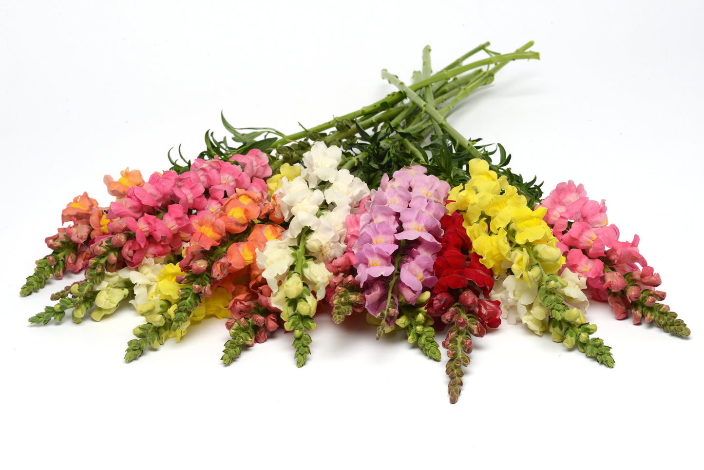 Snapdragon | Rocket - 4 Pack