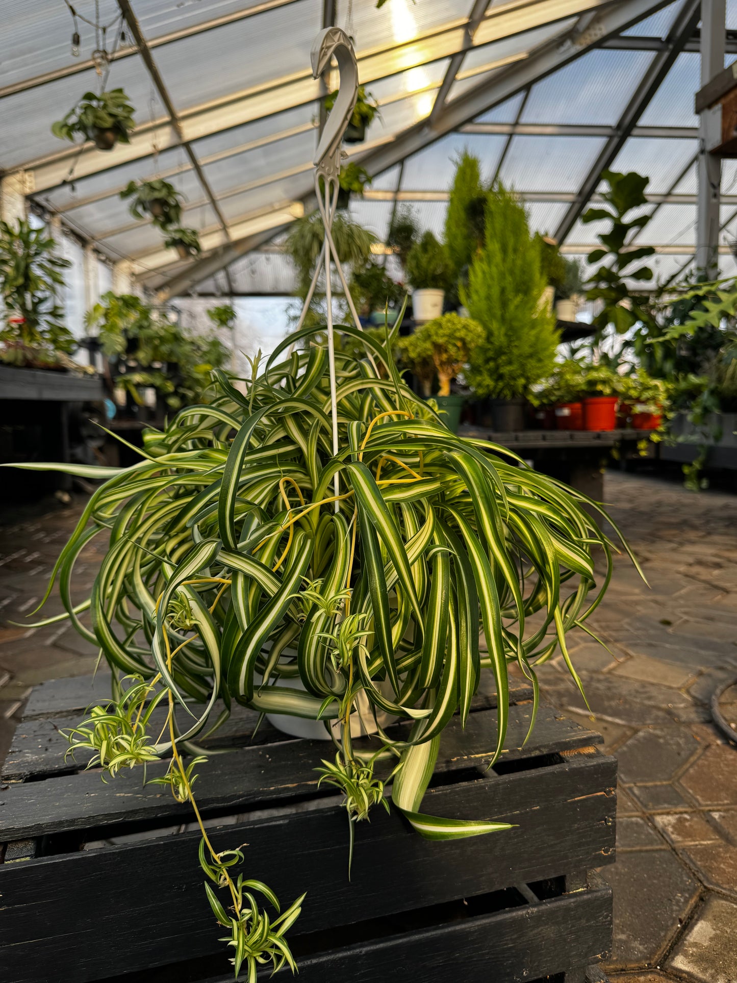 Chlorophytum | Bonnie Spider Plant - 8 Inch Hanging Basket