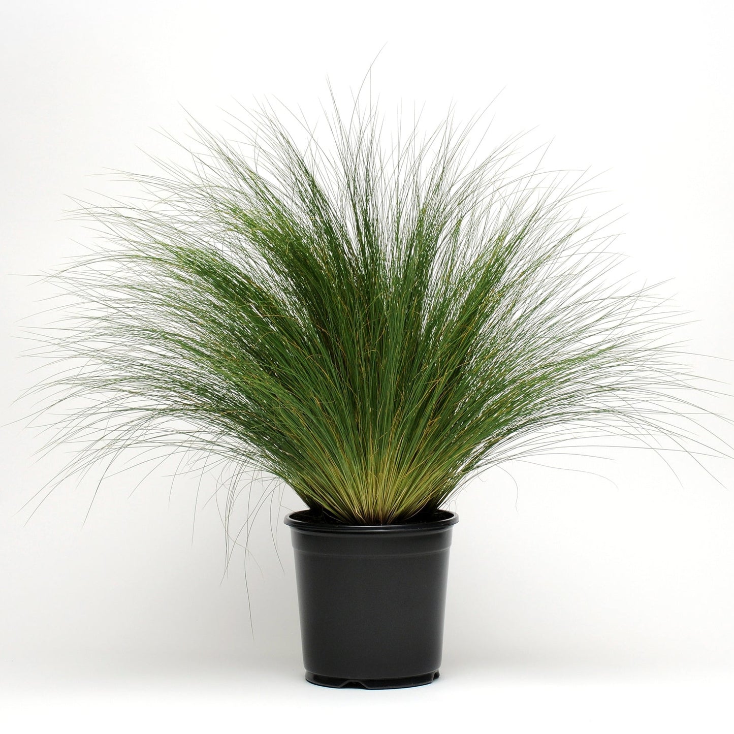 Stipa | ColorGrass Poly Tails - 1 Quart