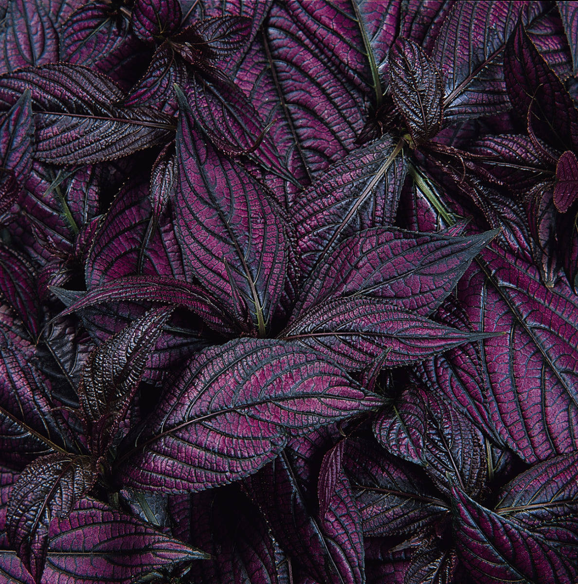 Strobilanthes | Persian Shield - 1 Quart