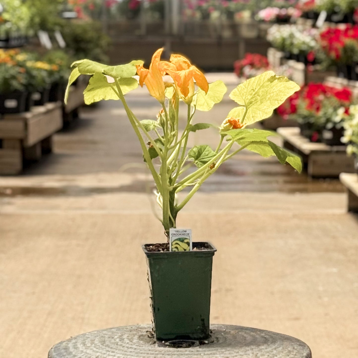 Summer Squash | Early Summer Crookneck - 1 Pint