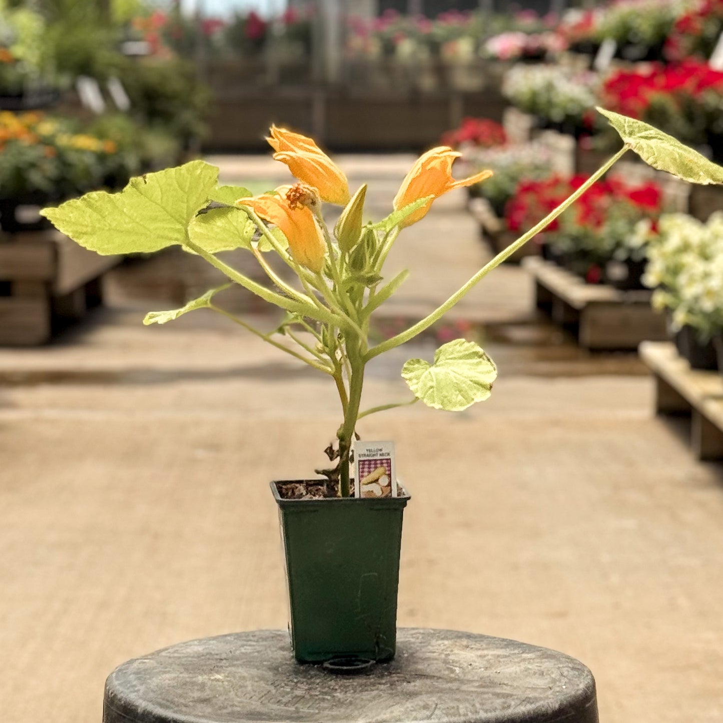 Summer Squash | Yellow Straight Neck - 1 Pint