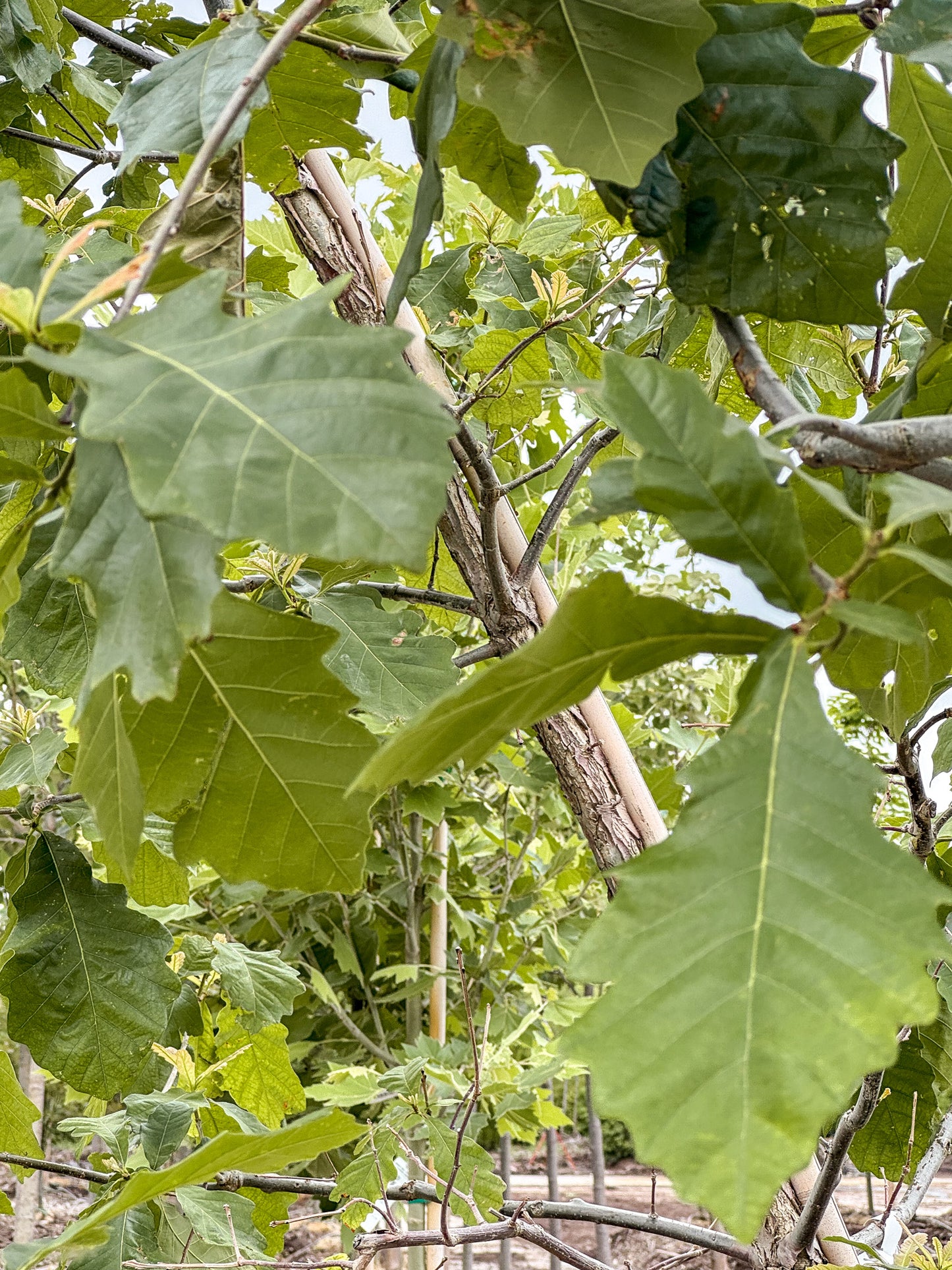 Quercus | Swamp White Oak - 15 Gallon