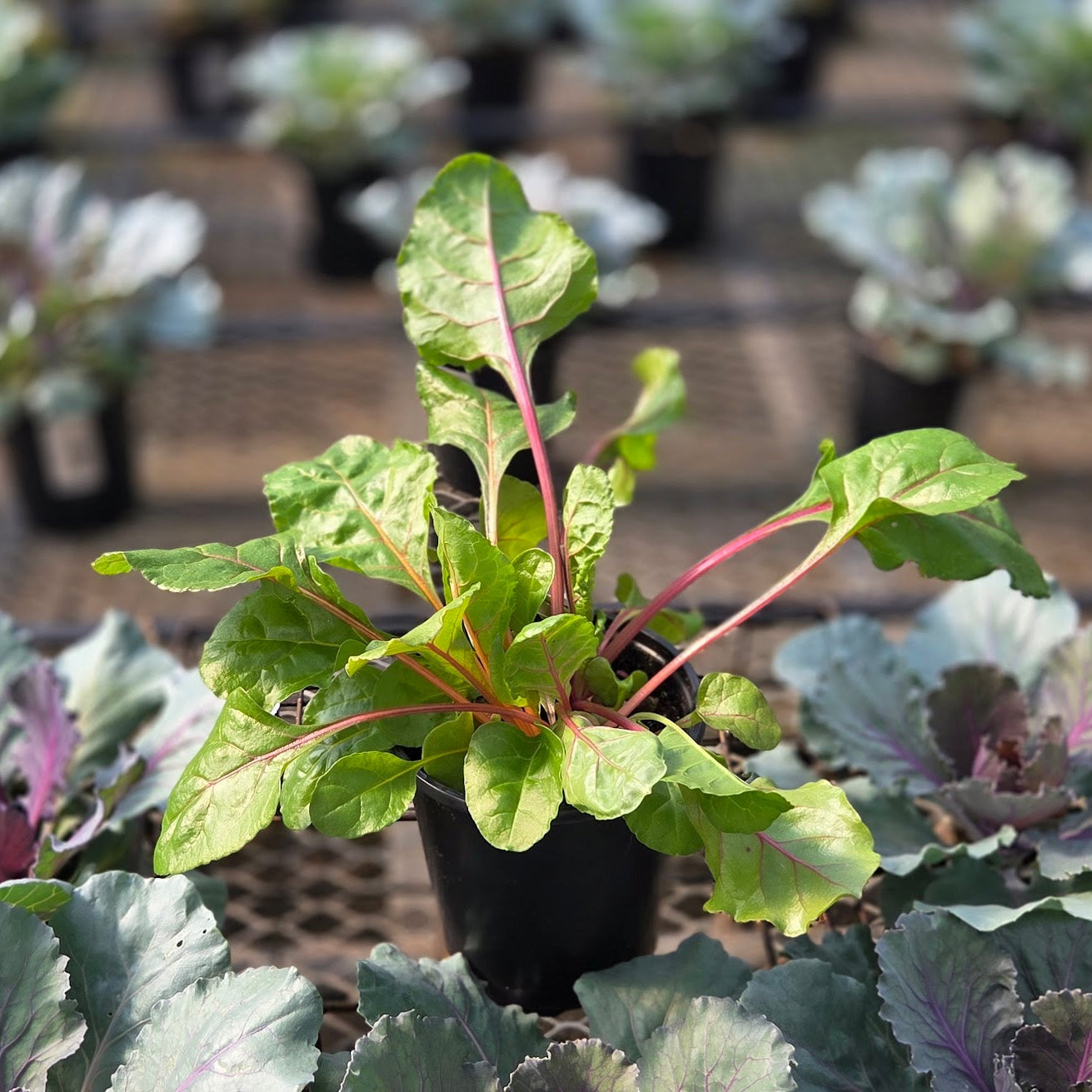Ornamental Swiss Chard | Bright Lights - 1 Quart