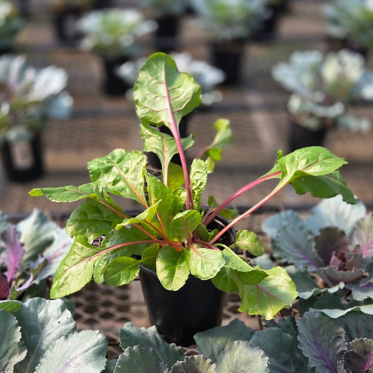 Beta | Ornamental Beets