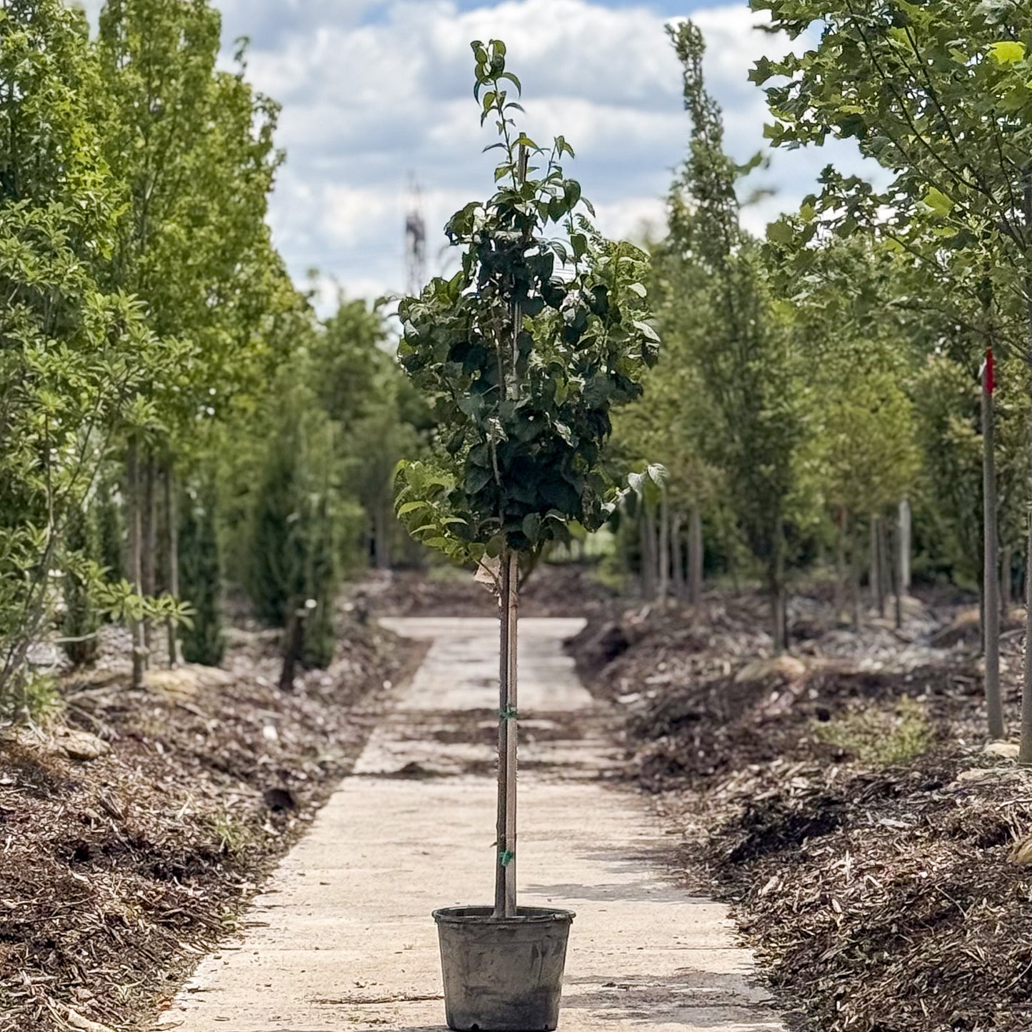 Syringa | Ivory Silk Lilac - 7 Gallon
