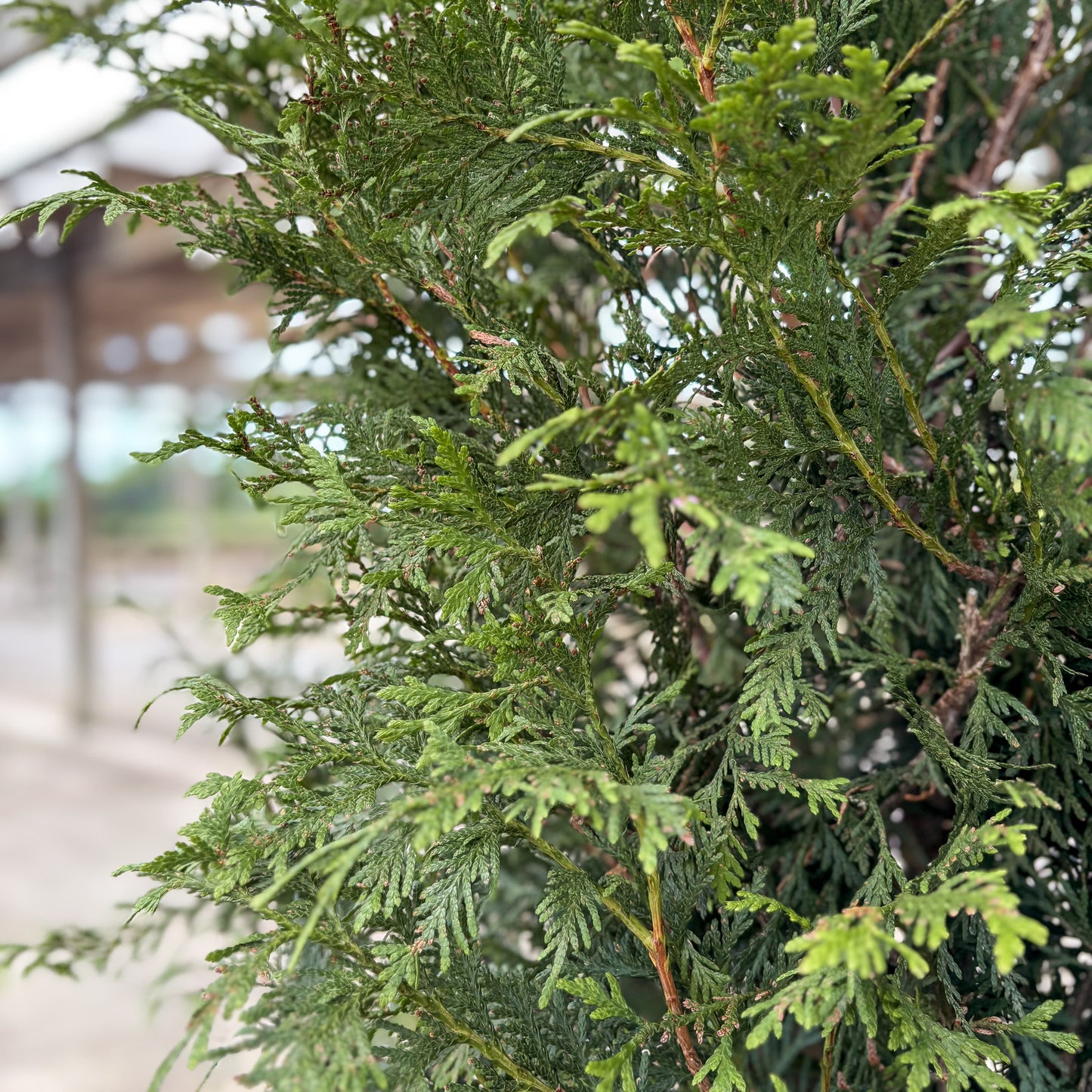 Thuja | Green Giant Arborvitae - 5 Gallon