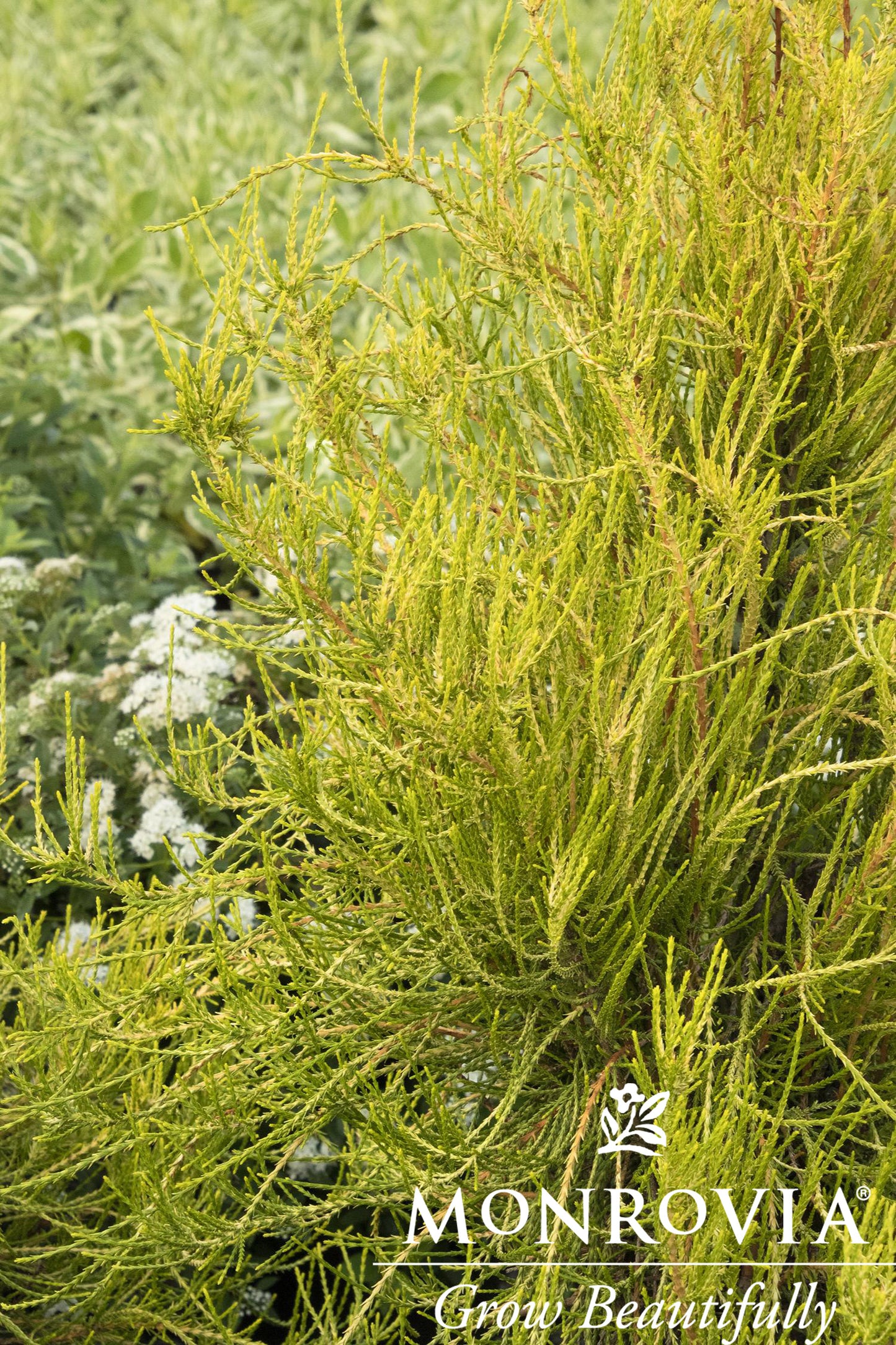 Platycladus | Franky Boy Chinese Arborvitae