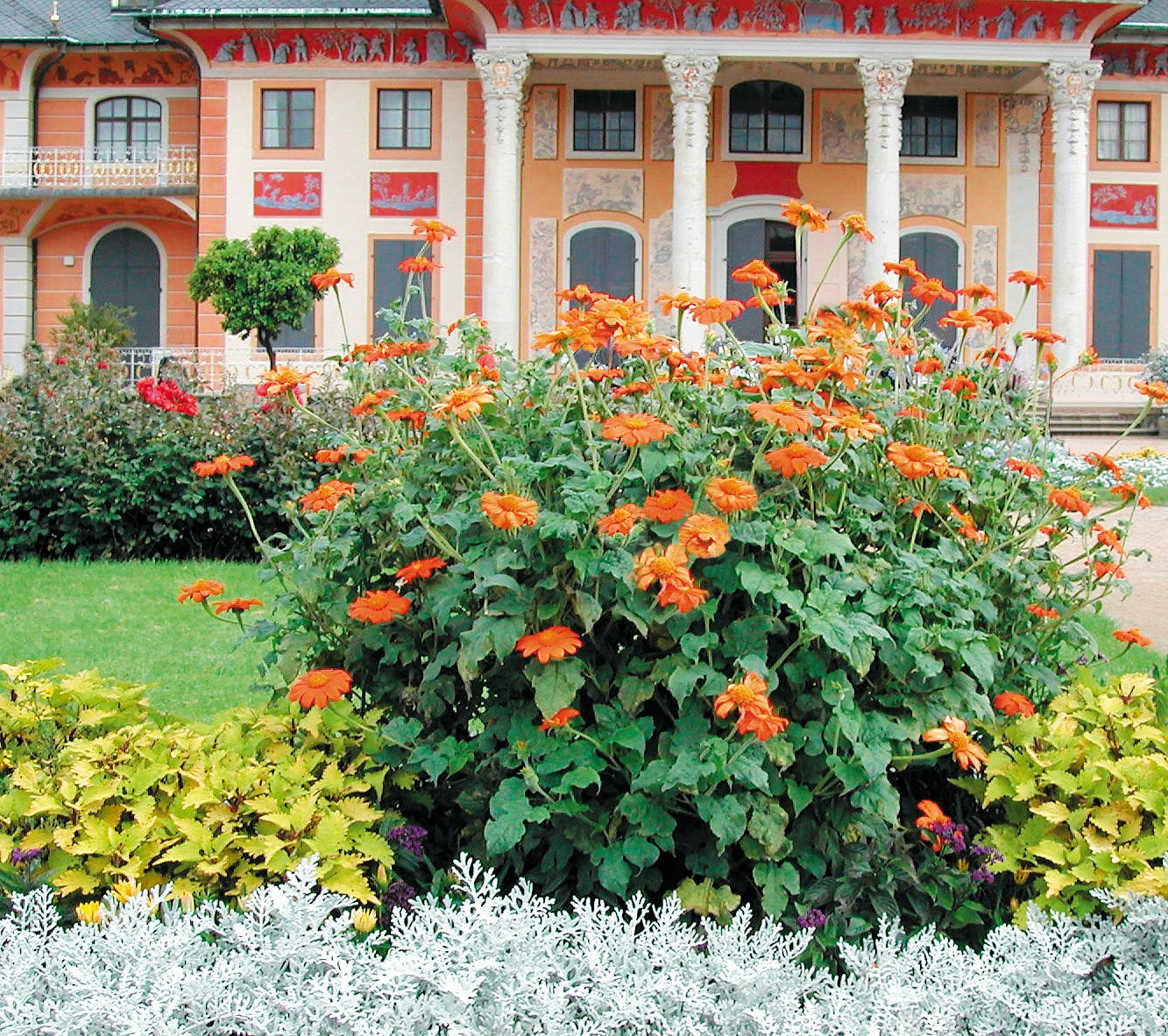 Sunflower | $6 Pollinator Favorites