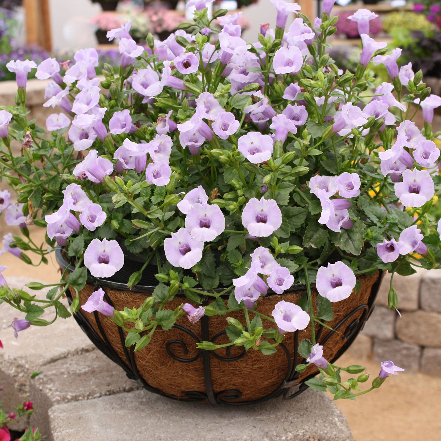 Torenia | Summer Wave - 1 Quart