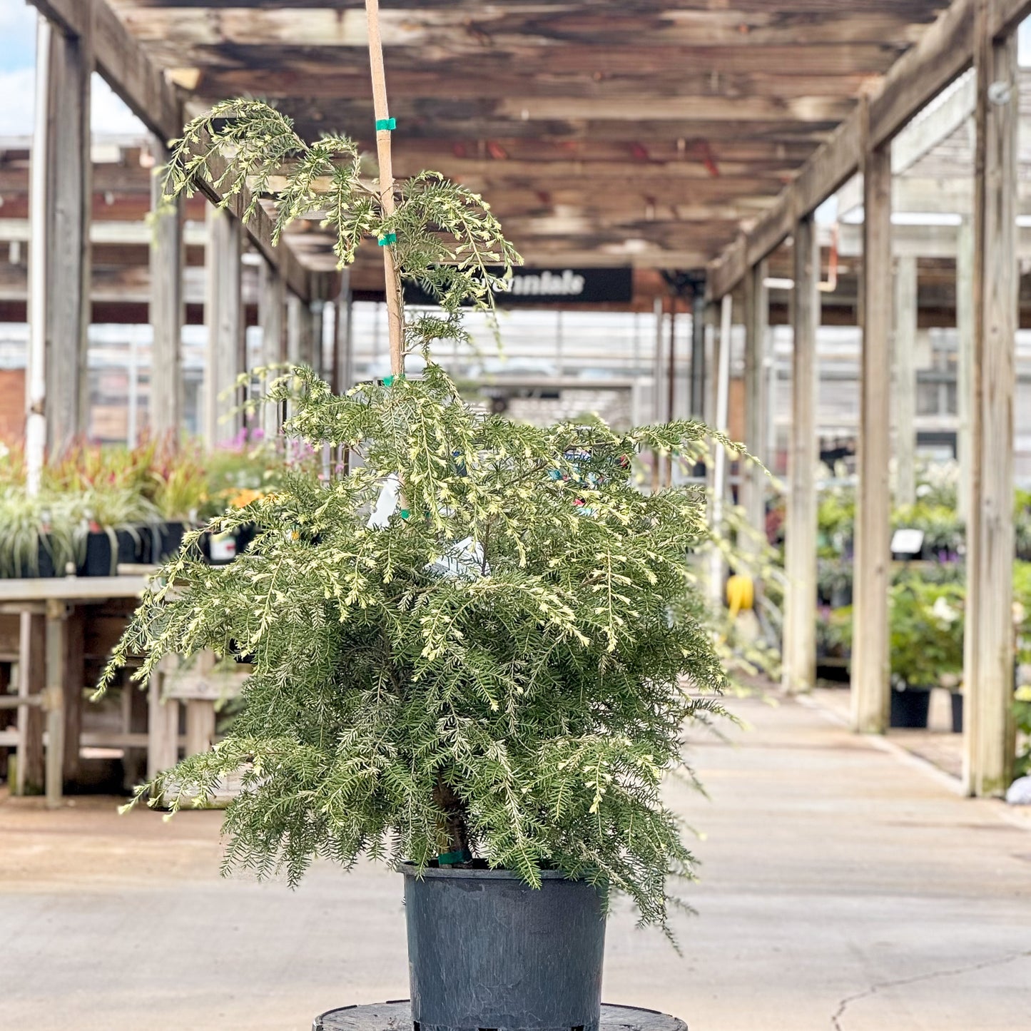 Tsuga | Summer Snow Canadian Hemlock - 3 Gallon