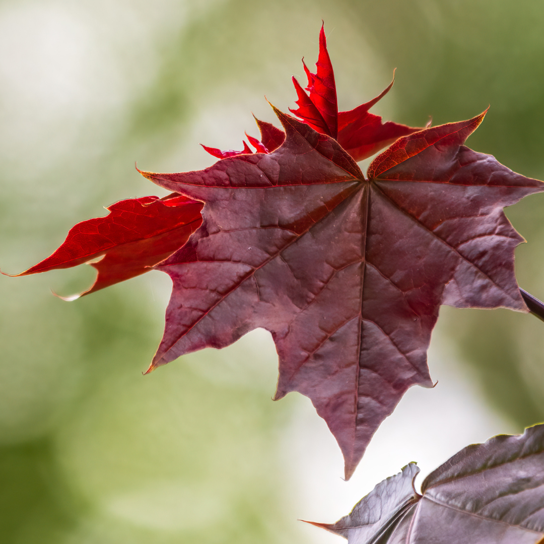 Acer | Crimson King Maple - 15 Gallon