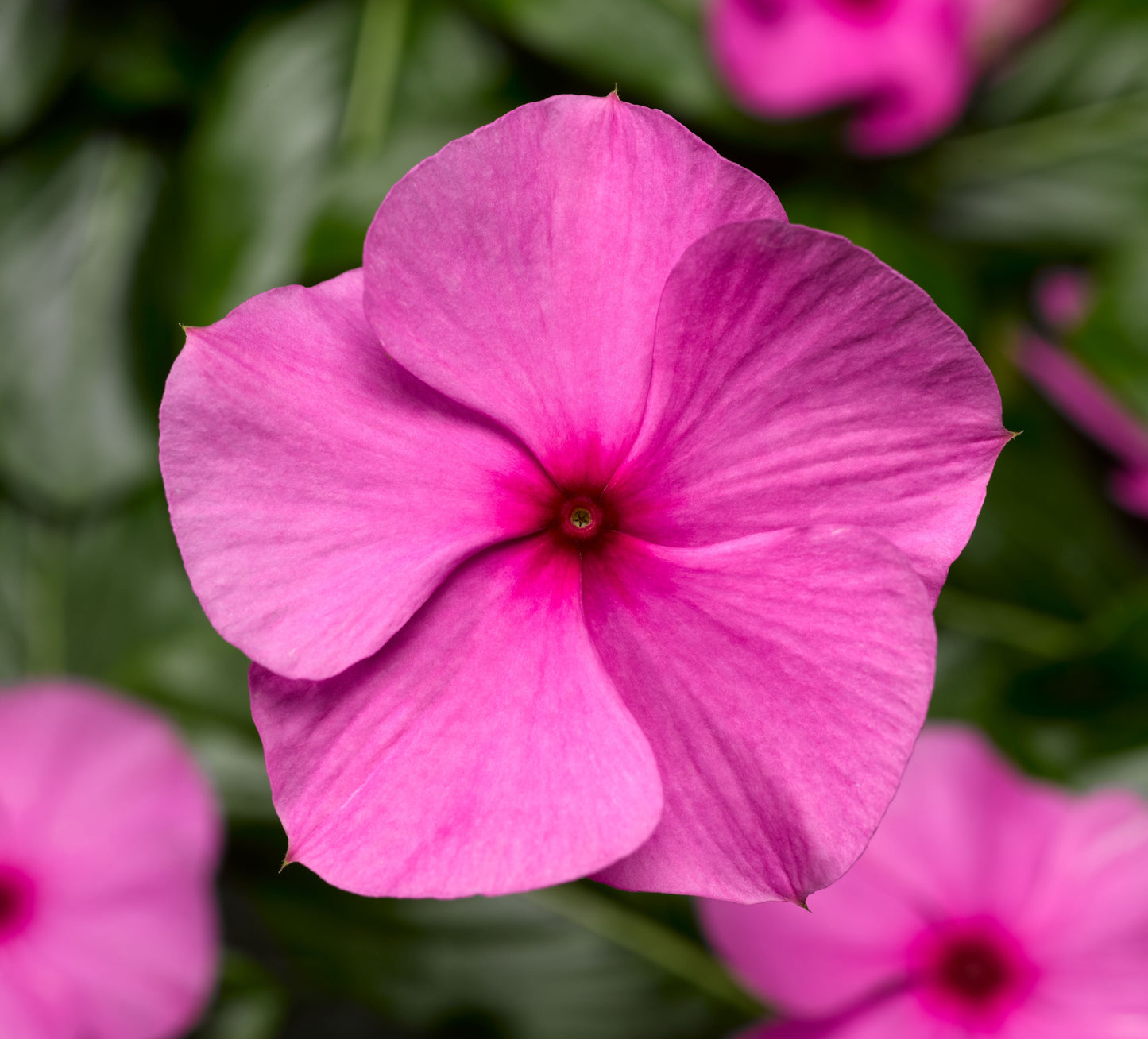 Vinca | Cora Cascade - Large Hanging Basket