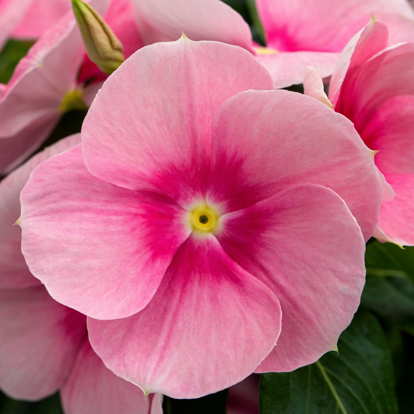 Vinca | Cora Cascade - Large Hanging Basket