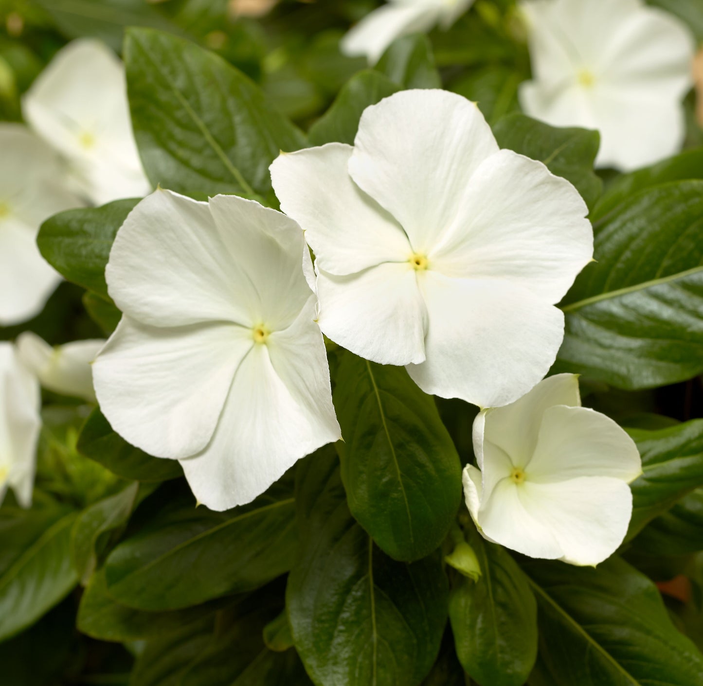 Vinca | Cora - 3 Quart