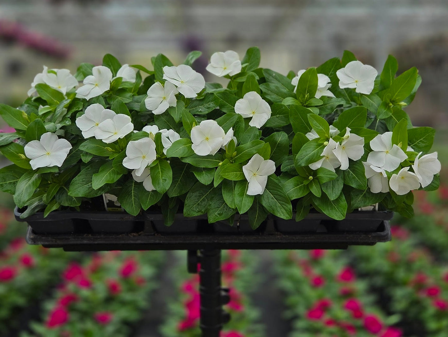Vinca | Cora - 4 Pack