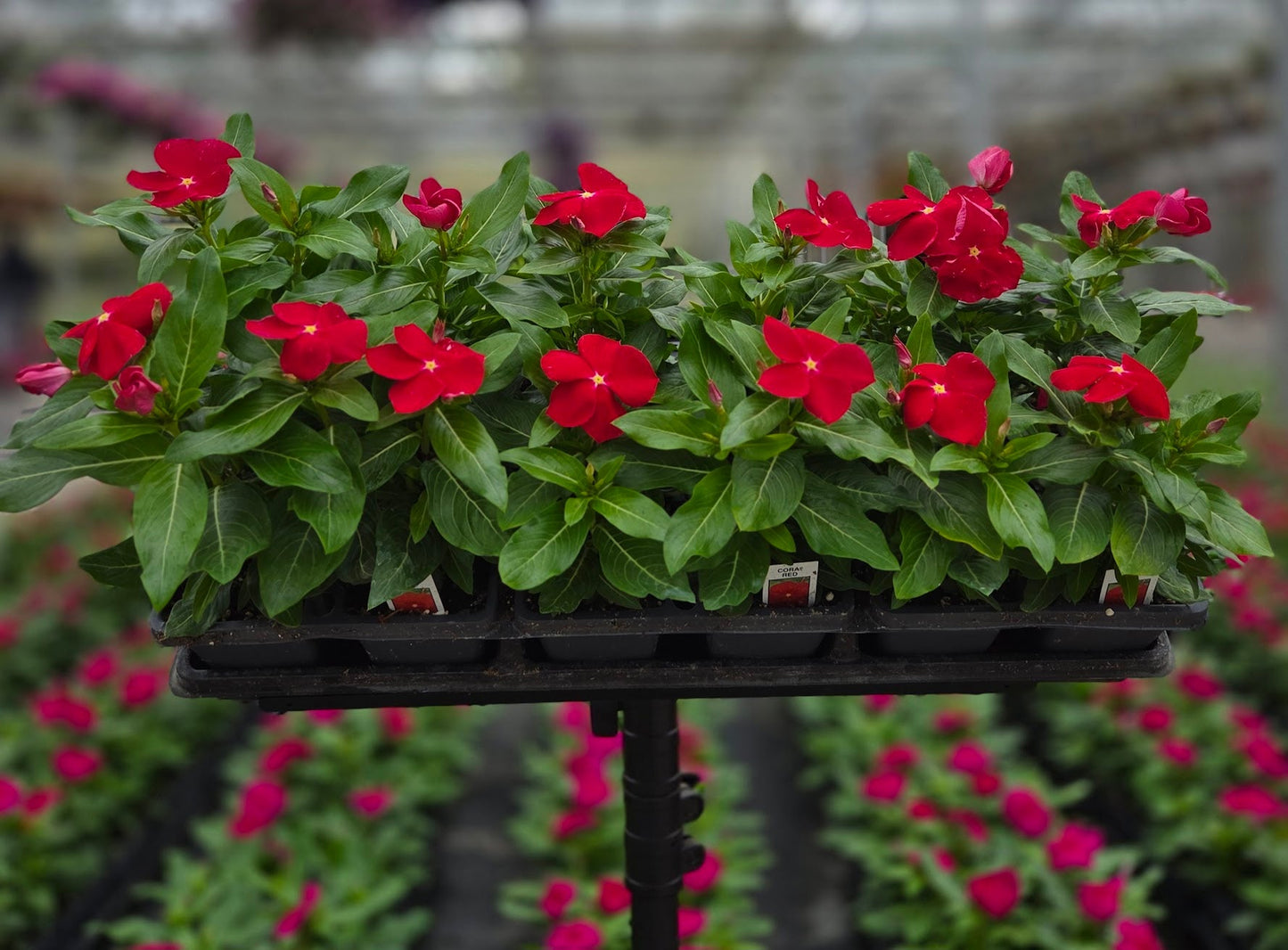 Vinca | Cora - 4 Pack