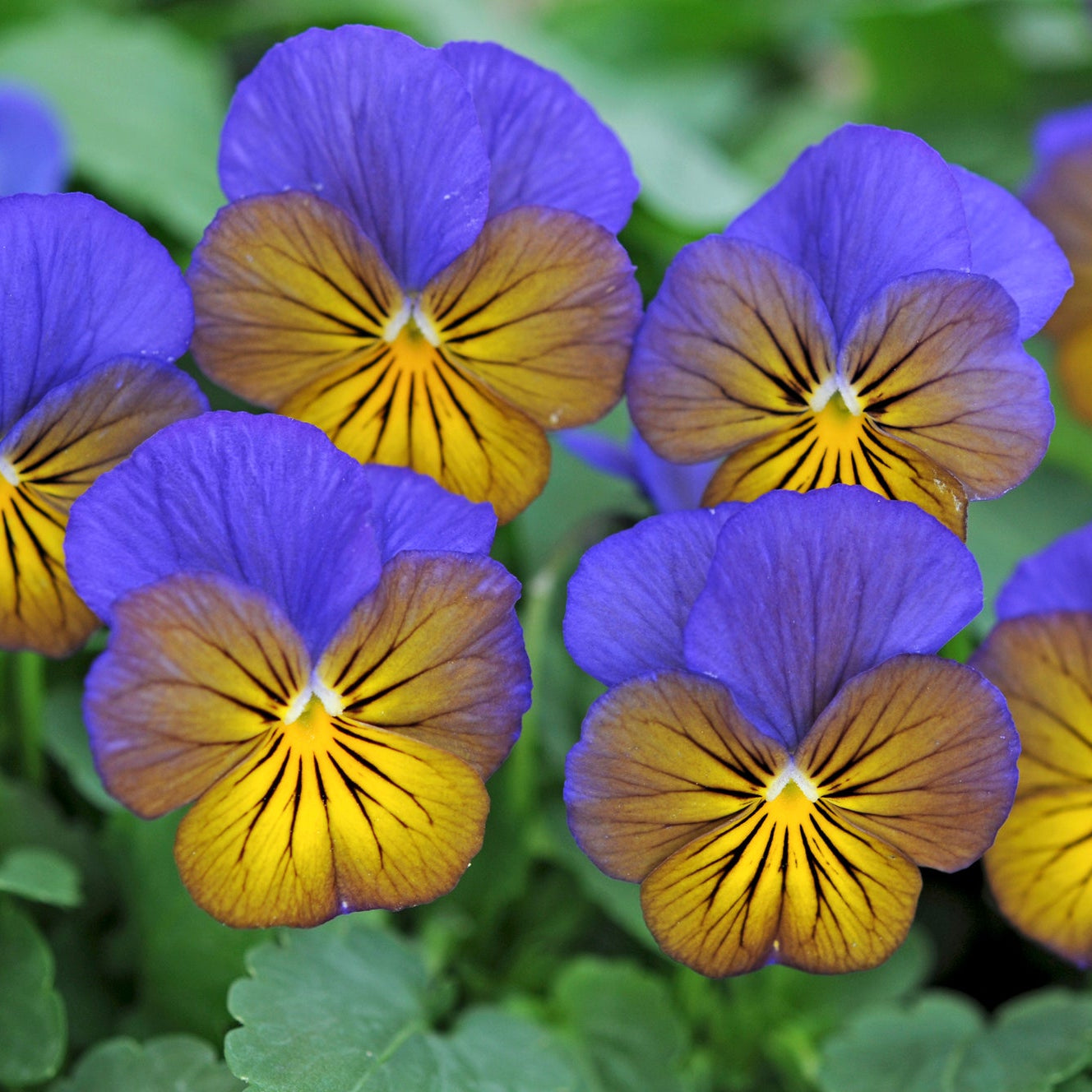 Viola | Sorbet - 4 Pack