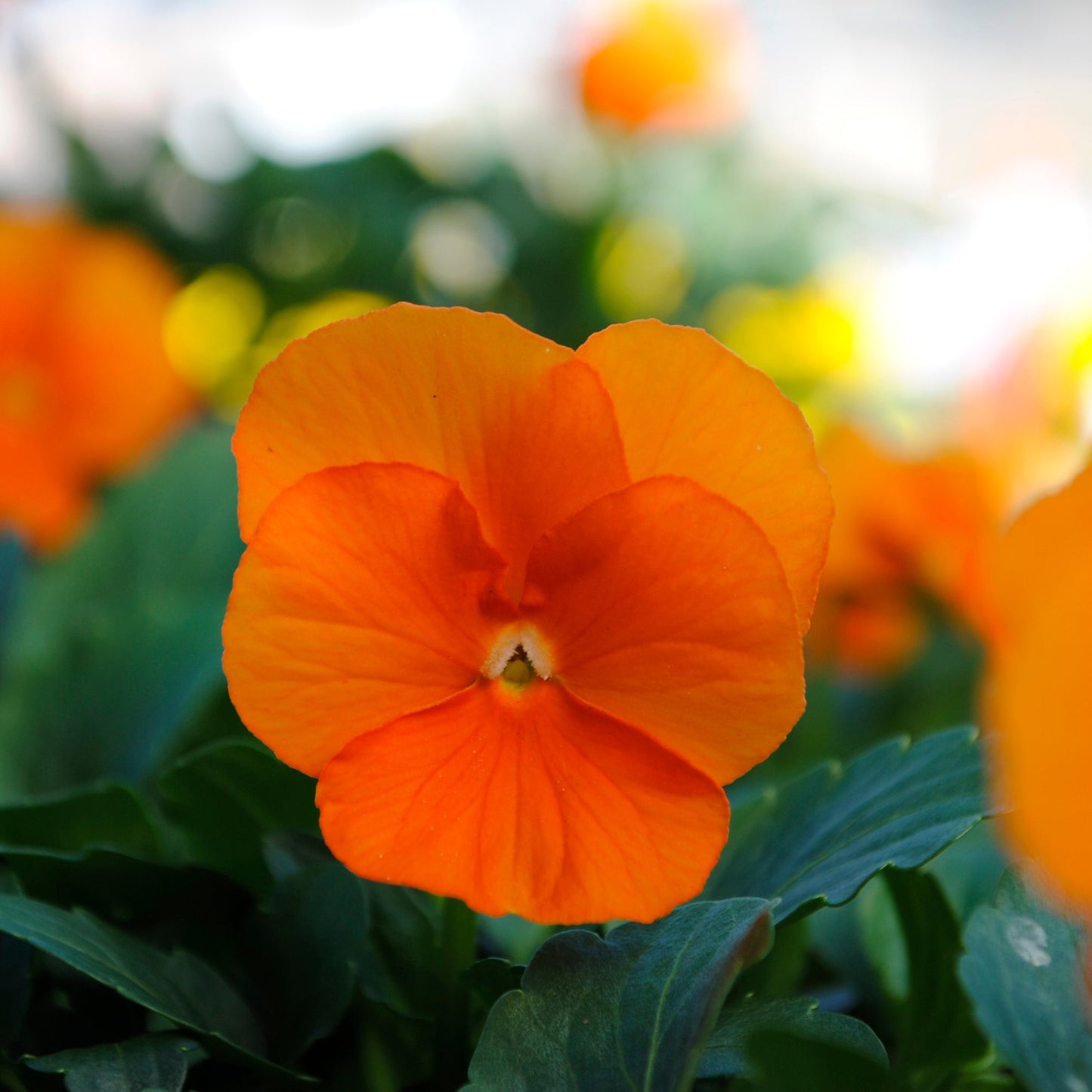 Viola | Sorbet Deep Orange - 3 Quart