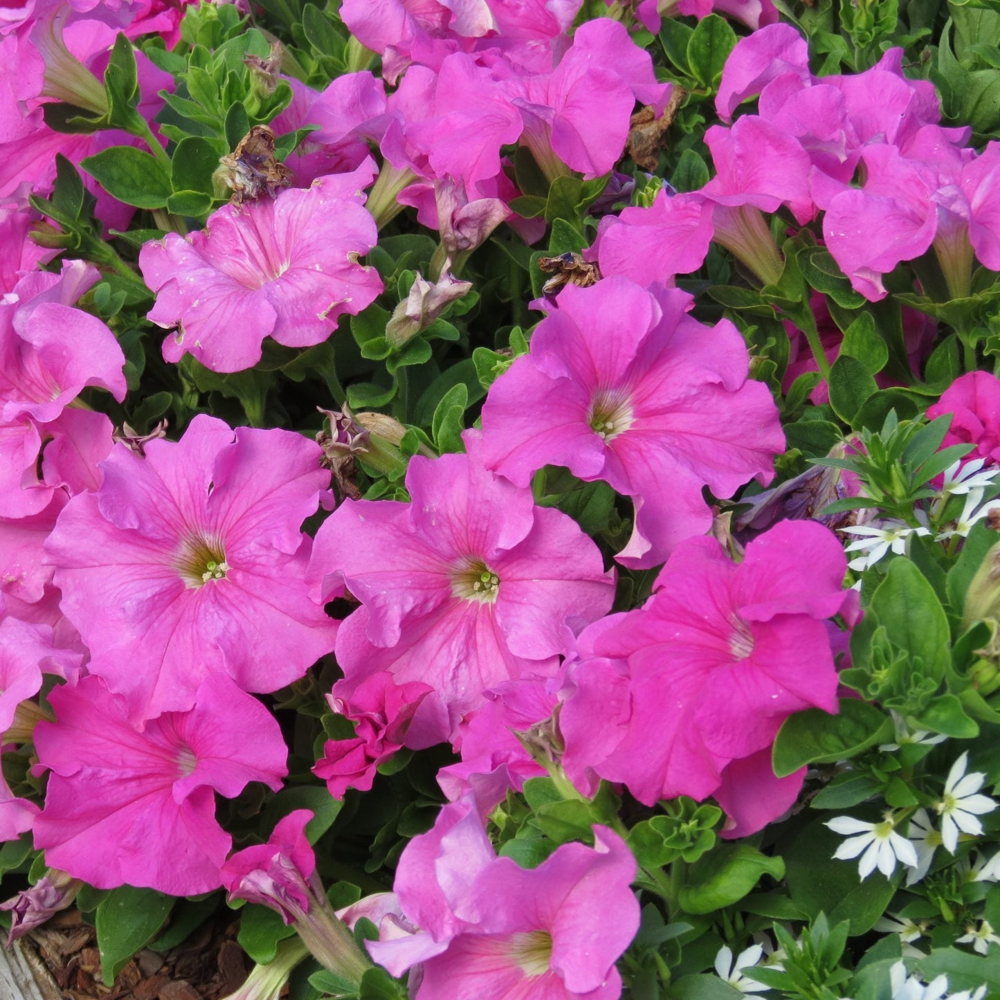 Petunia | Trailing Surfinia - 3 Quart