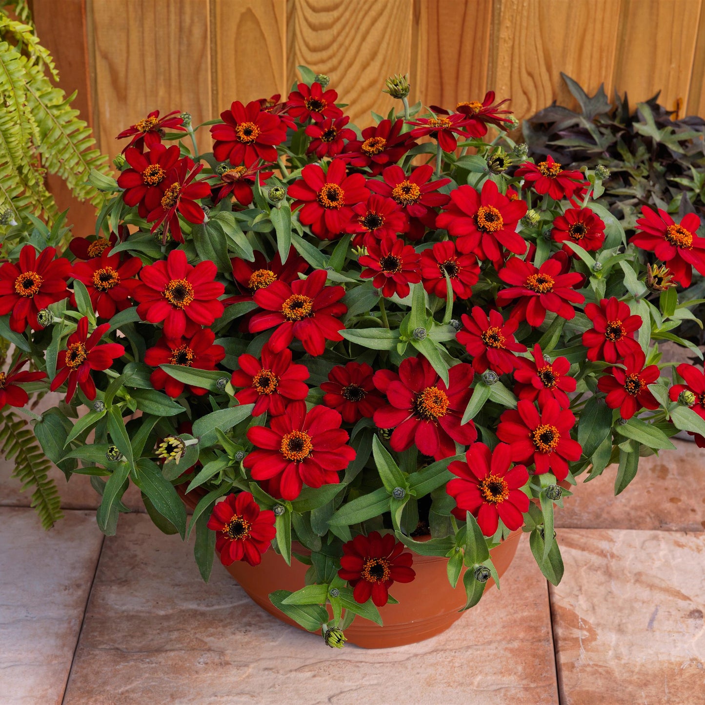 Zinnia | Profusion - 4 Pack