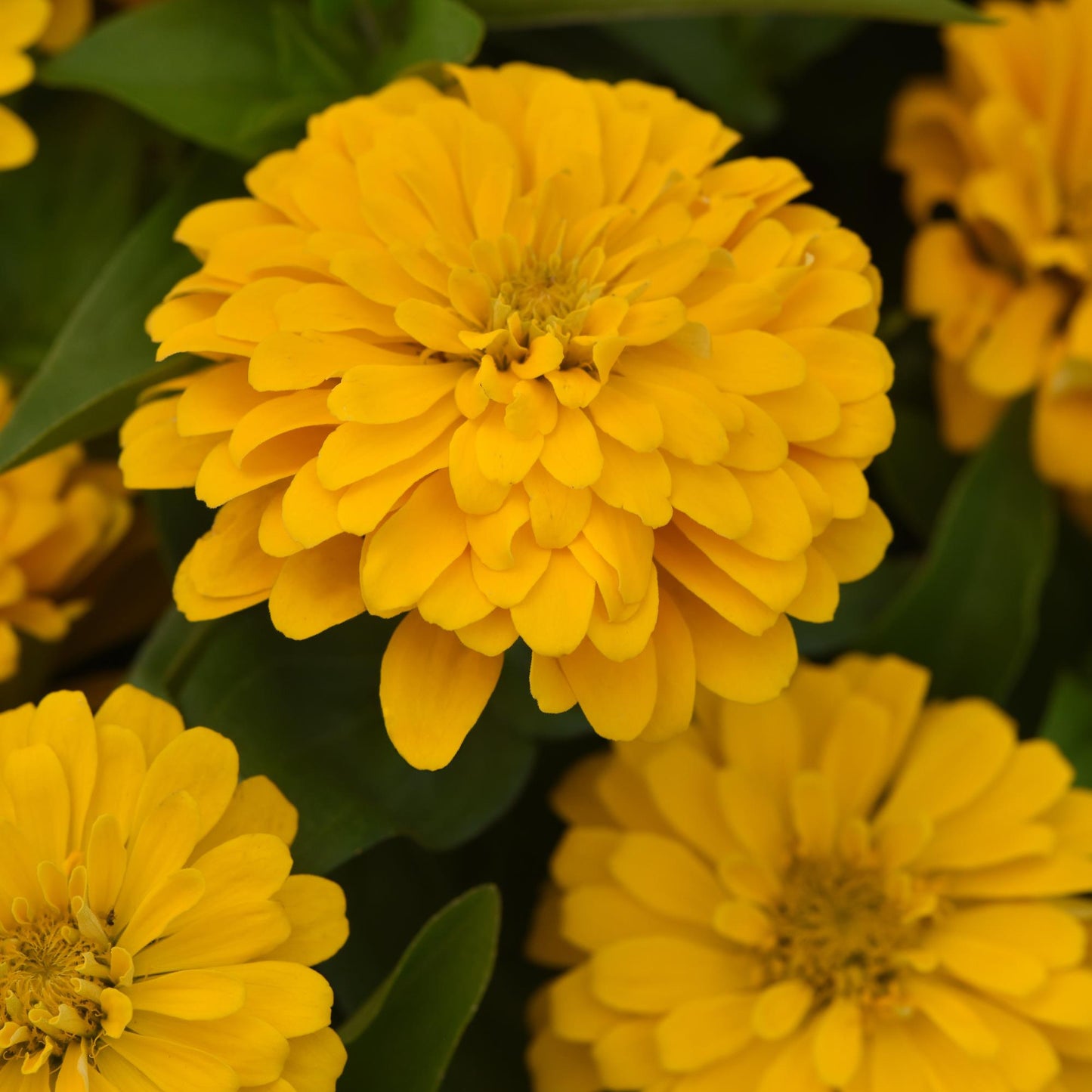 Zinnia | Zesty - 4 Pack