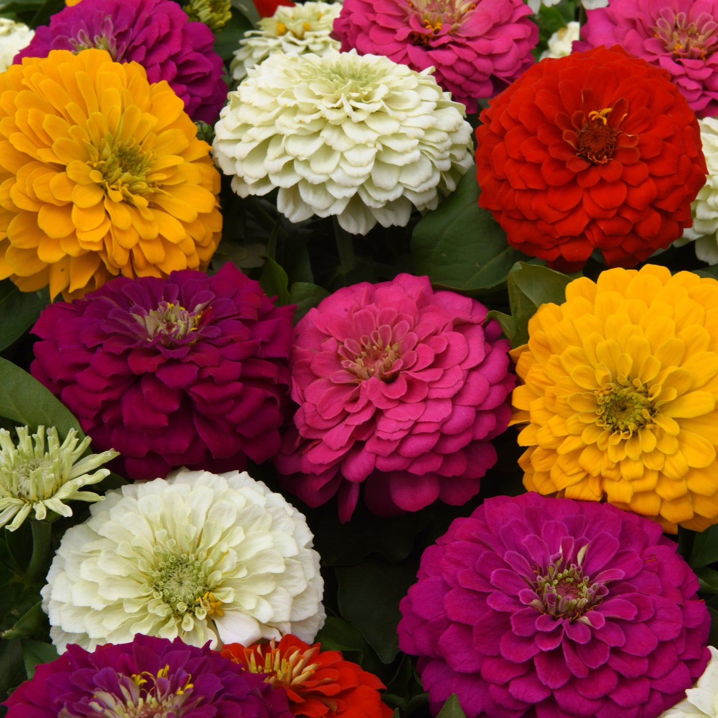 Zinnia | Zesty - 4 Pack