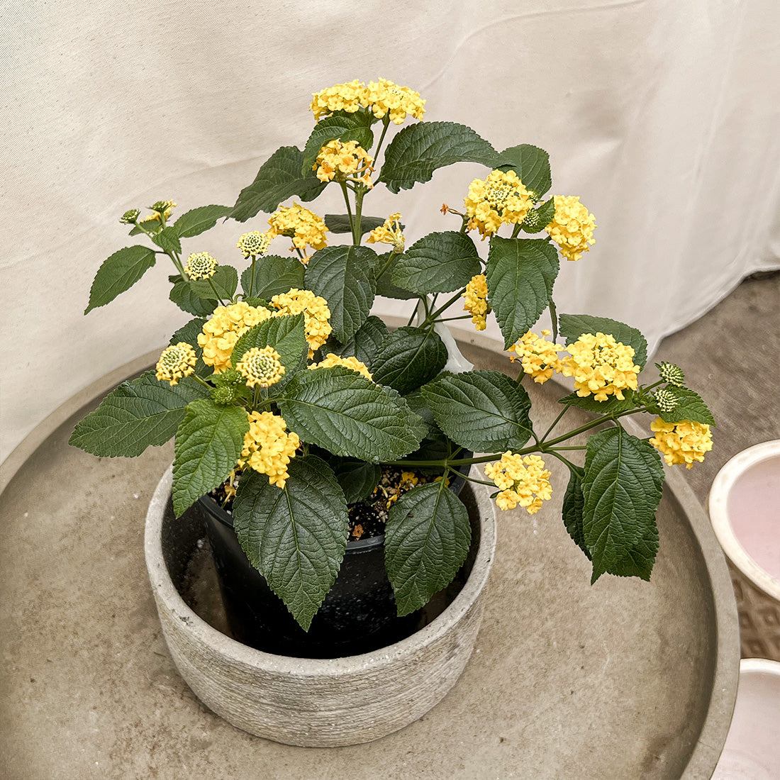 Lantana | $6 Pollinator Favorites