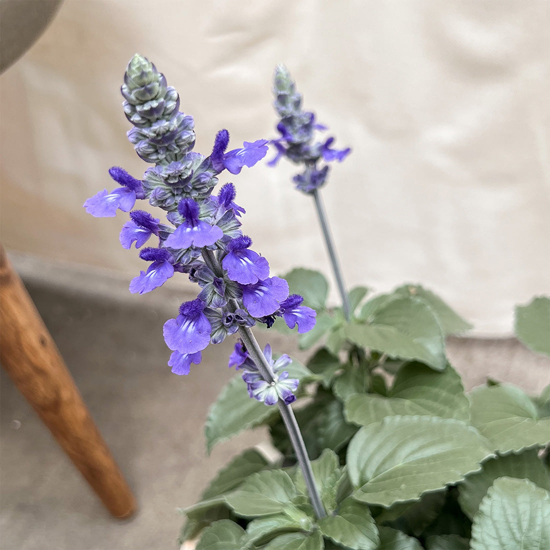 Salvia Pollinator Favorites | Mystic Spires - 1 Gallon