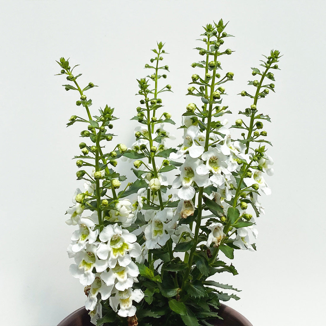 Angelonia | Archangel - 1 Quart