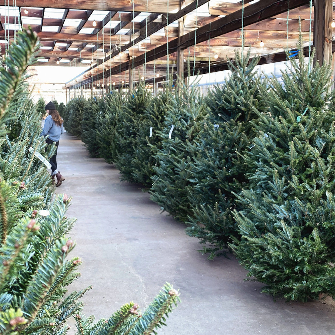 Live Cut Christmas Tree | 6-7'