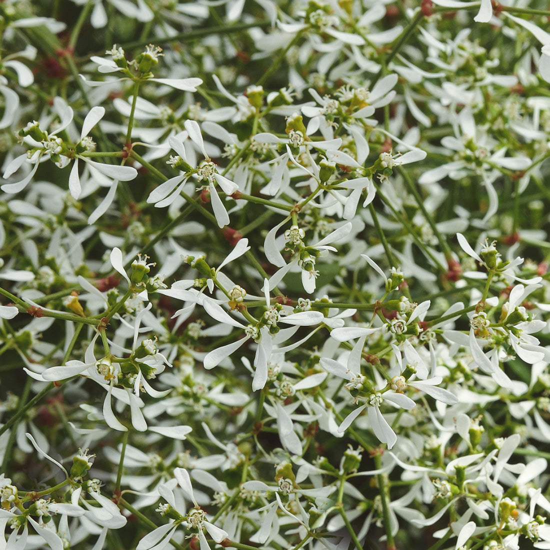 Euphorbia | Breathless - 1 Quart