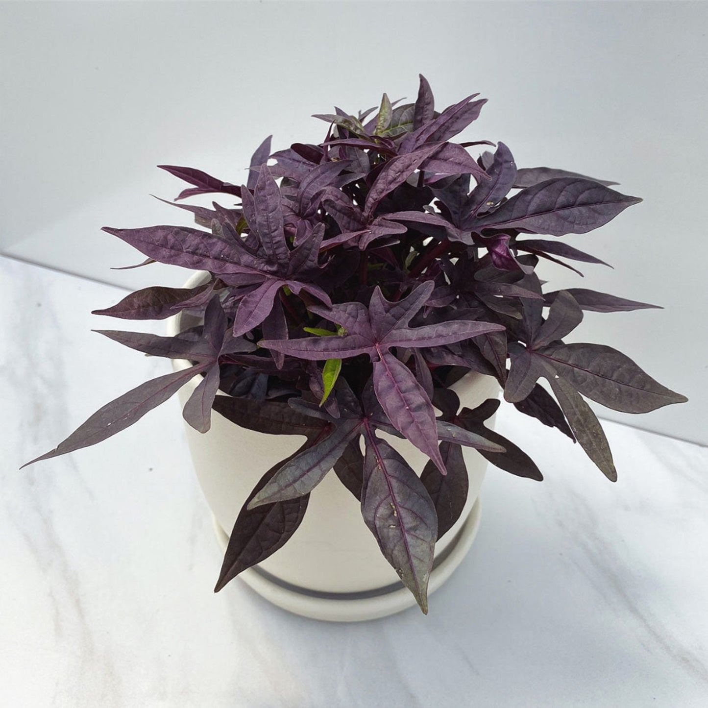 Ipomoea | Sweet Potato Vine