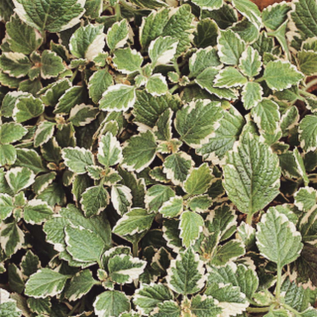 Plectranthus | Sweedish Ivy - 1 Quart