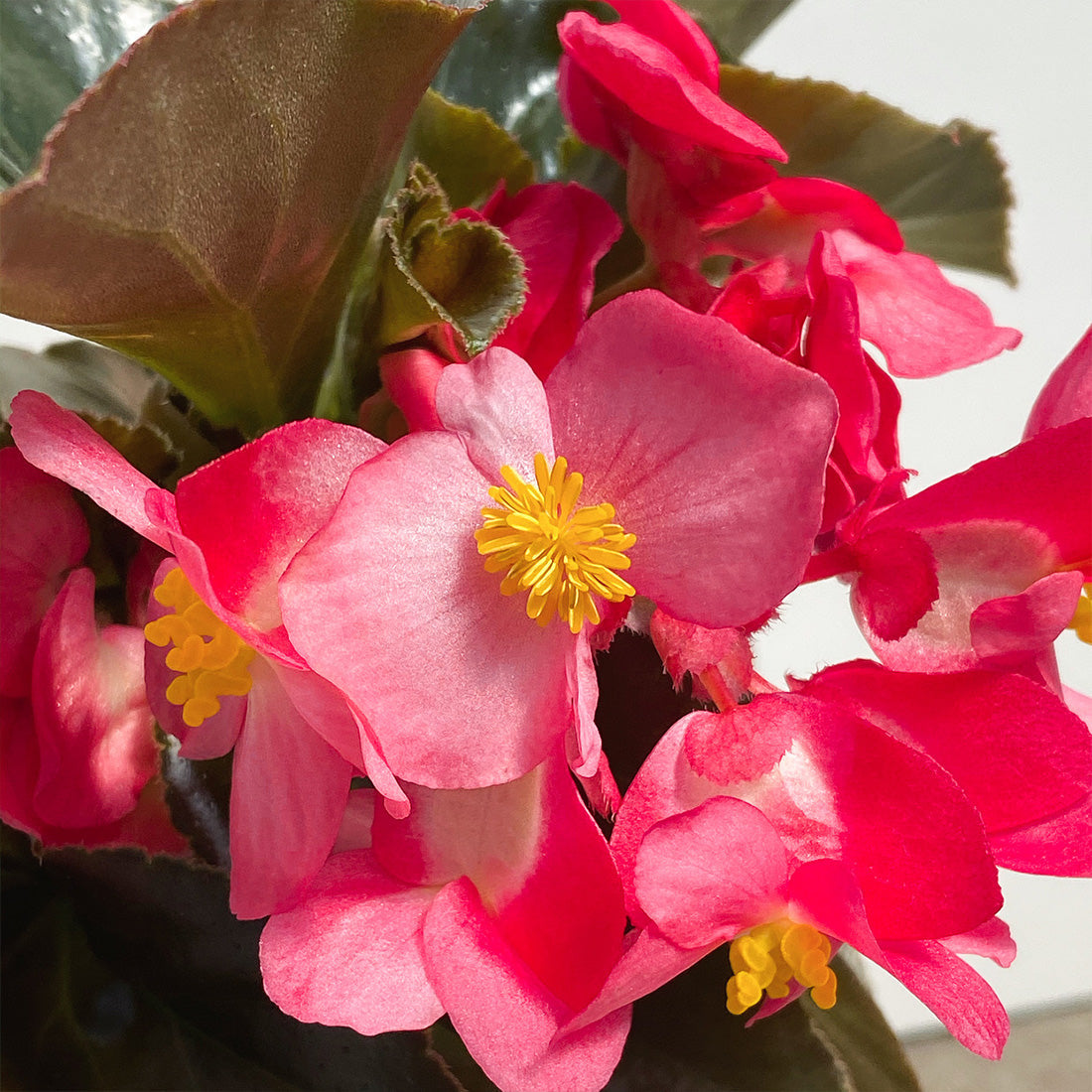 Begonia | Whopper - 3 Quart