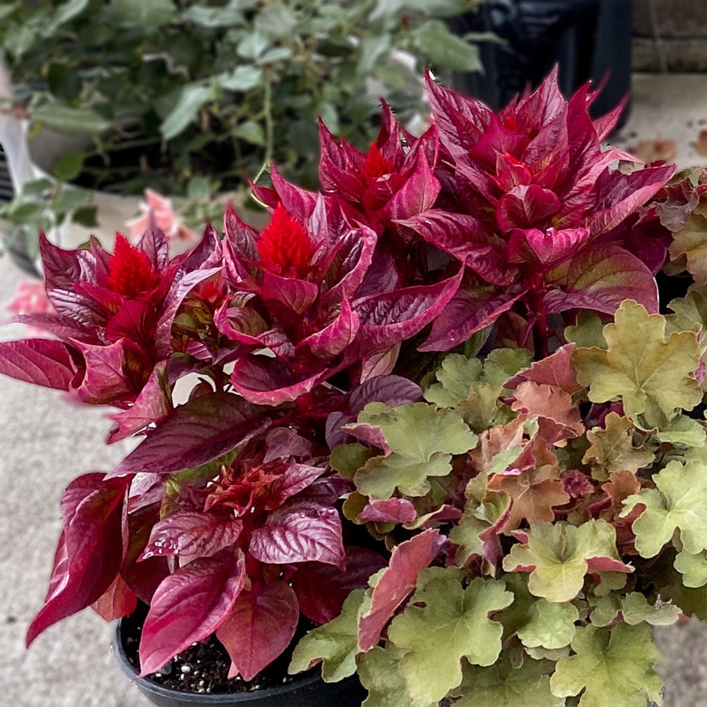 Celosia | Dragon's Breath - 3 Quart