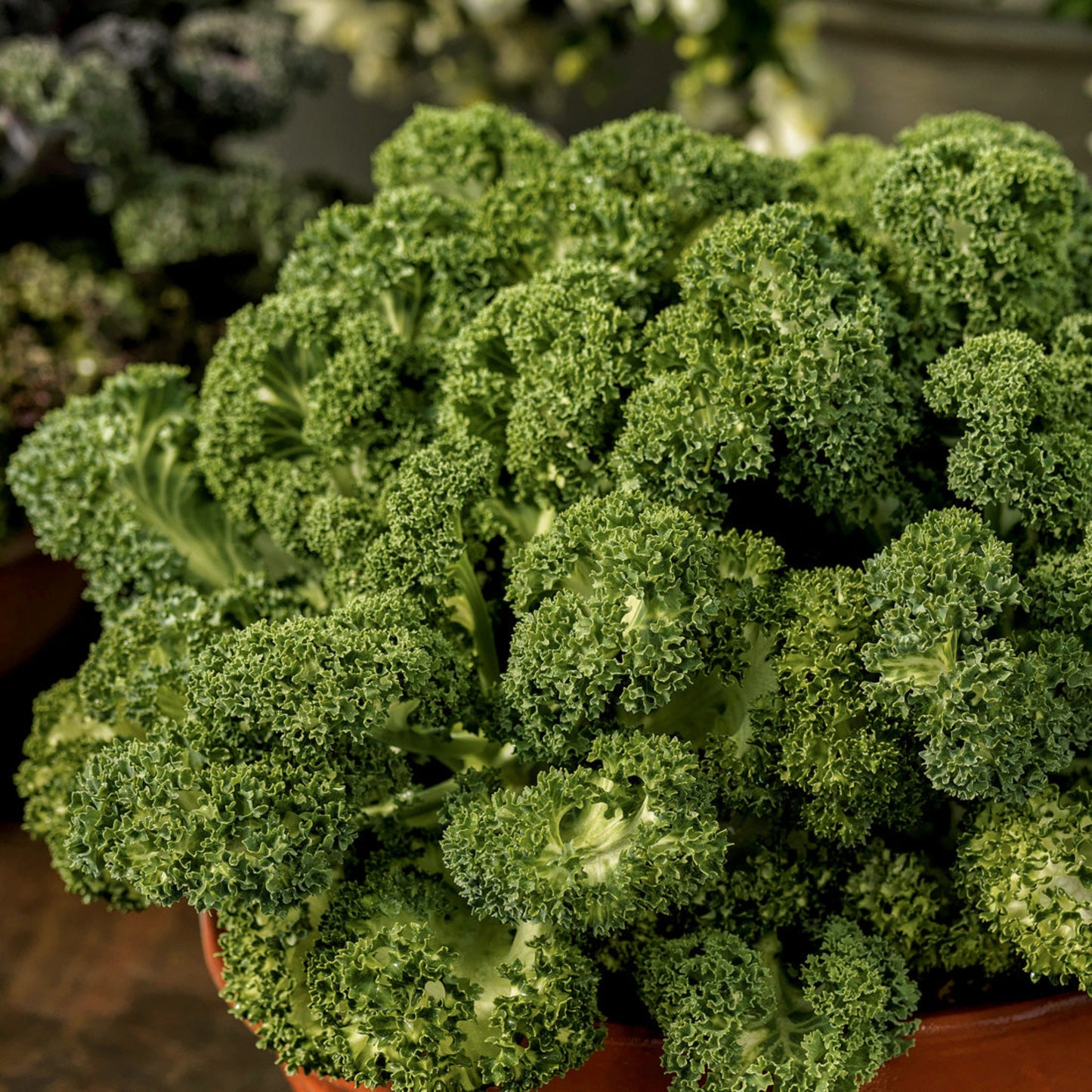 Ornamental Kale | Yokohama White - 3 Quart