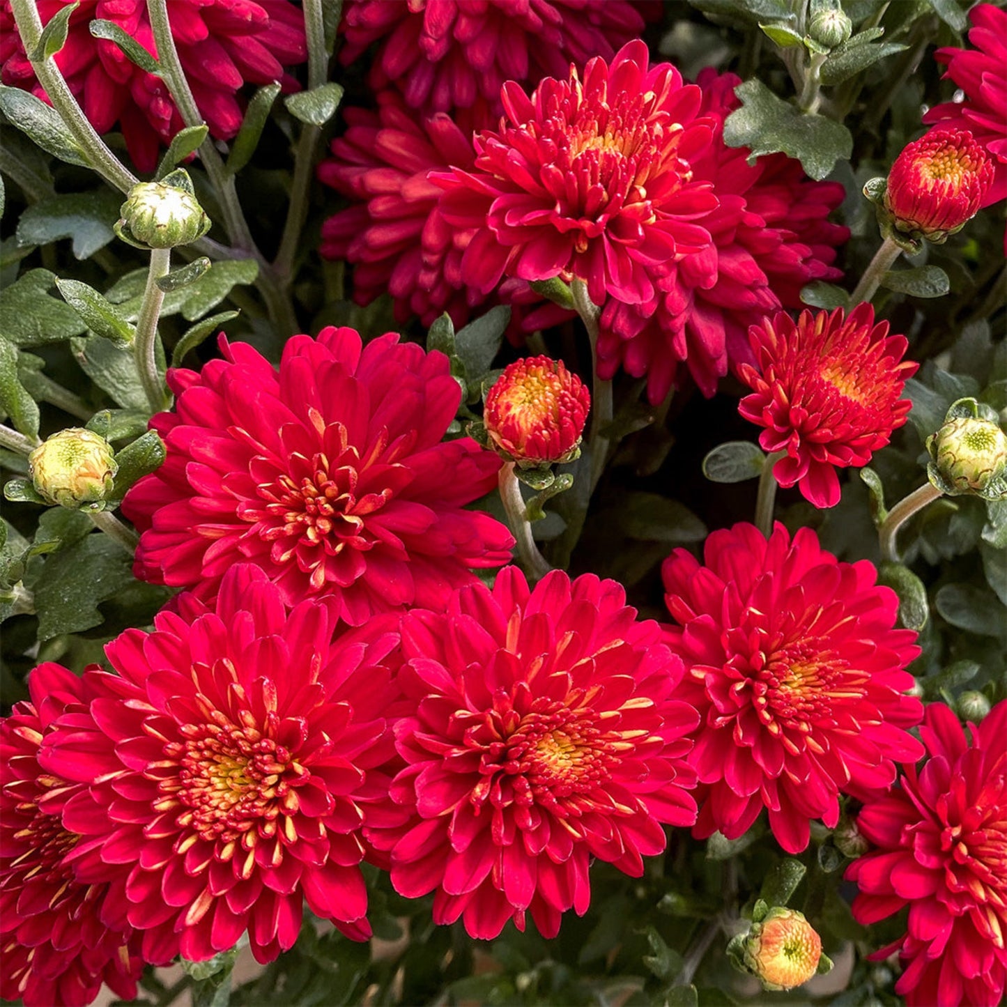 Garden Mum | Red | Late September Blooming - Large Hanging Basket