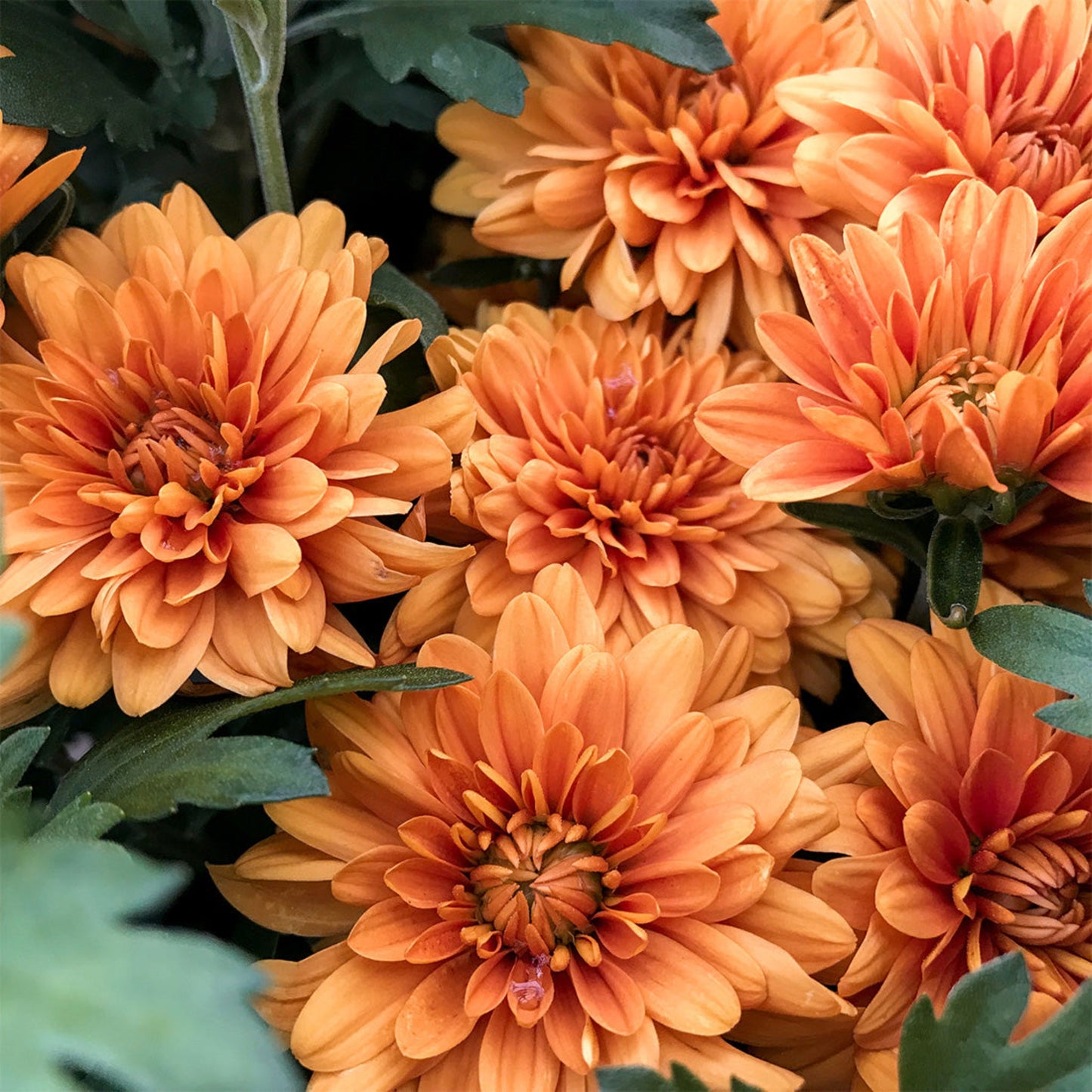 Garden Mum | Keeley Orange - 5 Quart