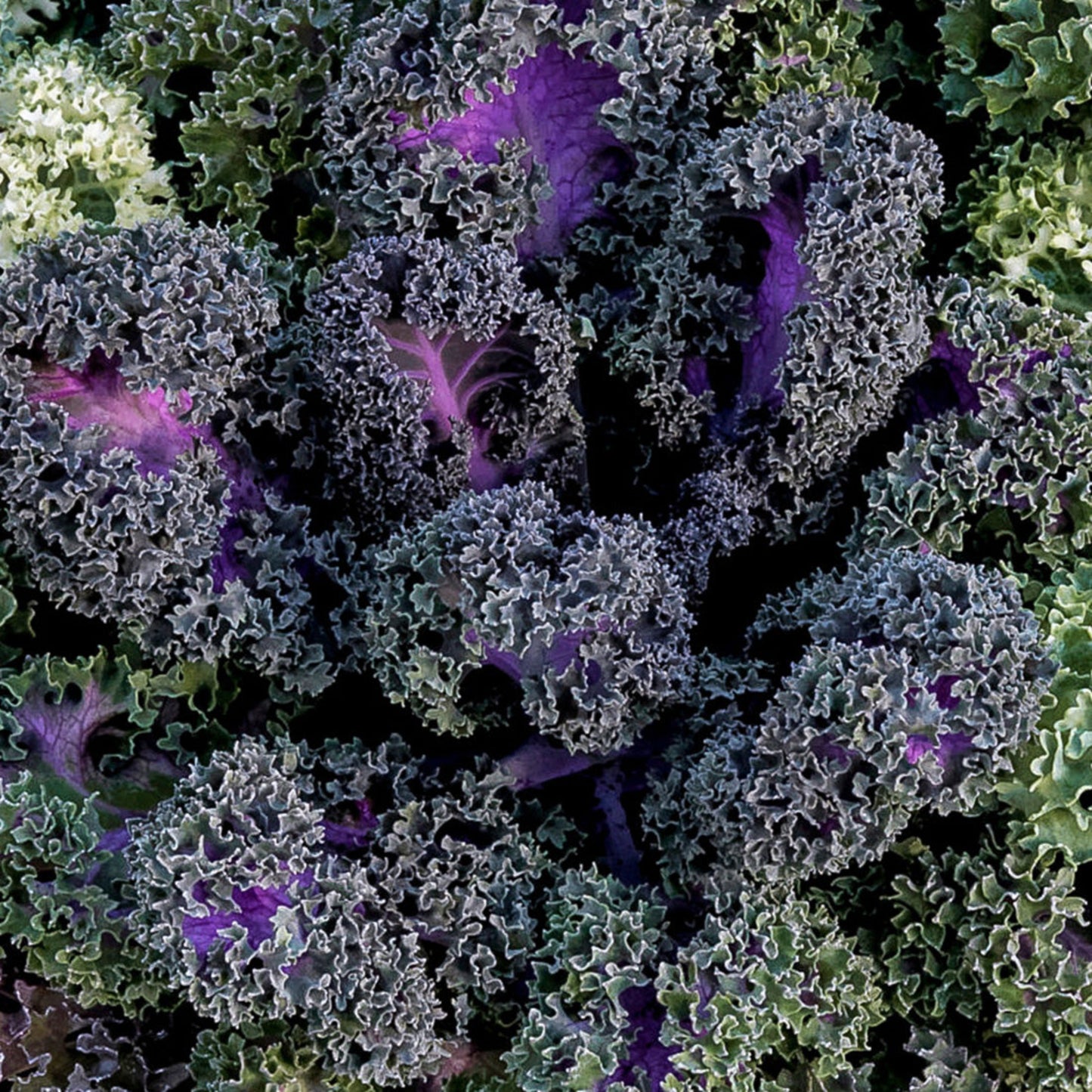 Ornamental Kale | Yokohama Red - 3 Quart