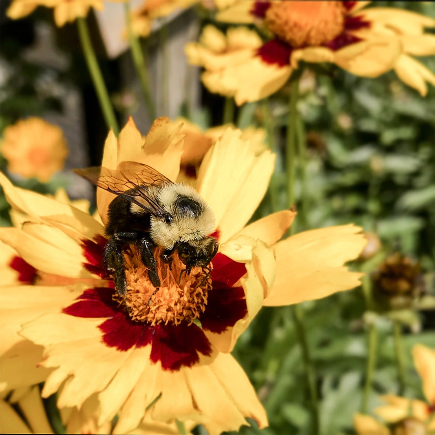 Coreopsis | Coreopsis