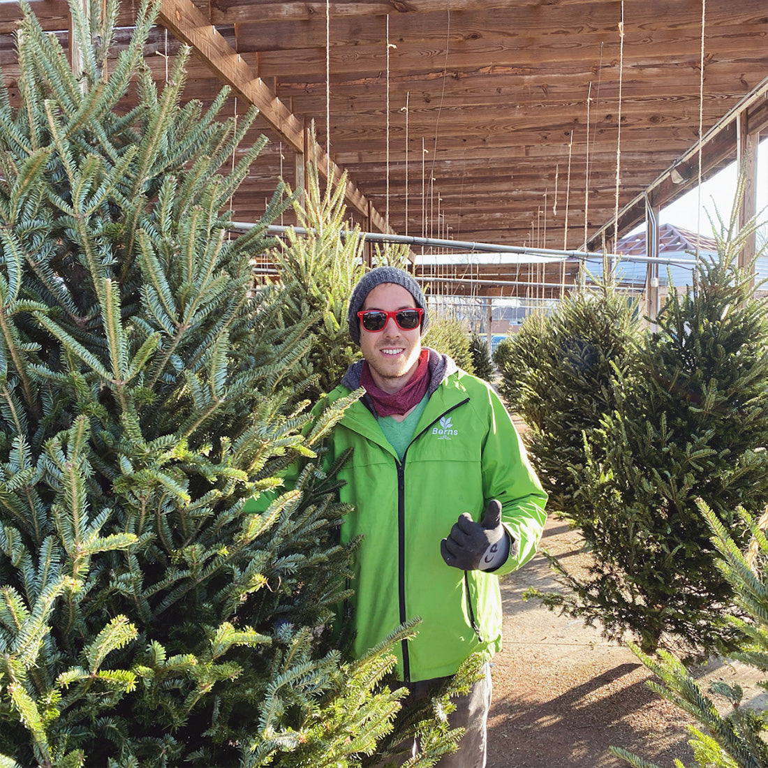 Live Cut Christmas Tree | 7-8'