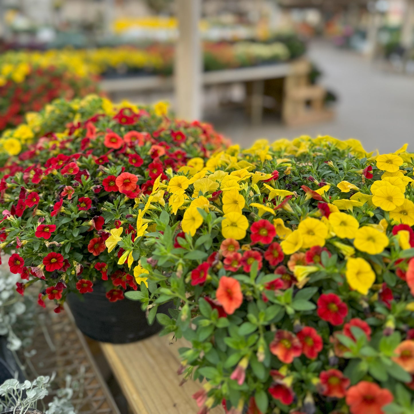 Calibrachoa | Fall Calibrachoa Patio Pot
