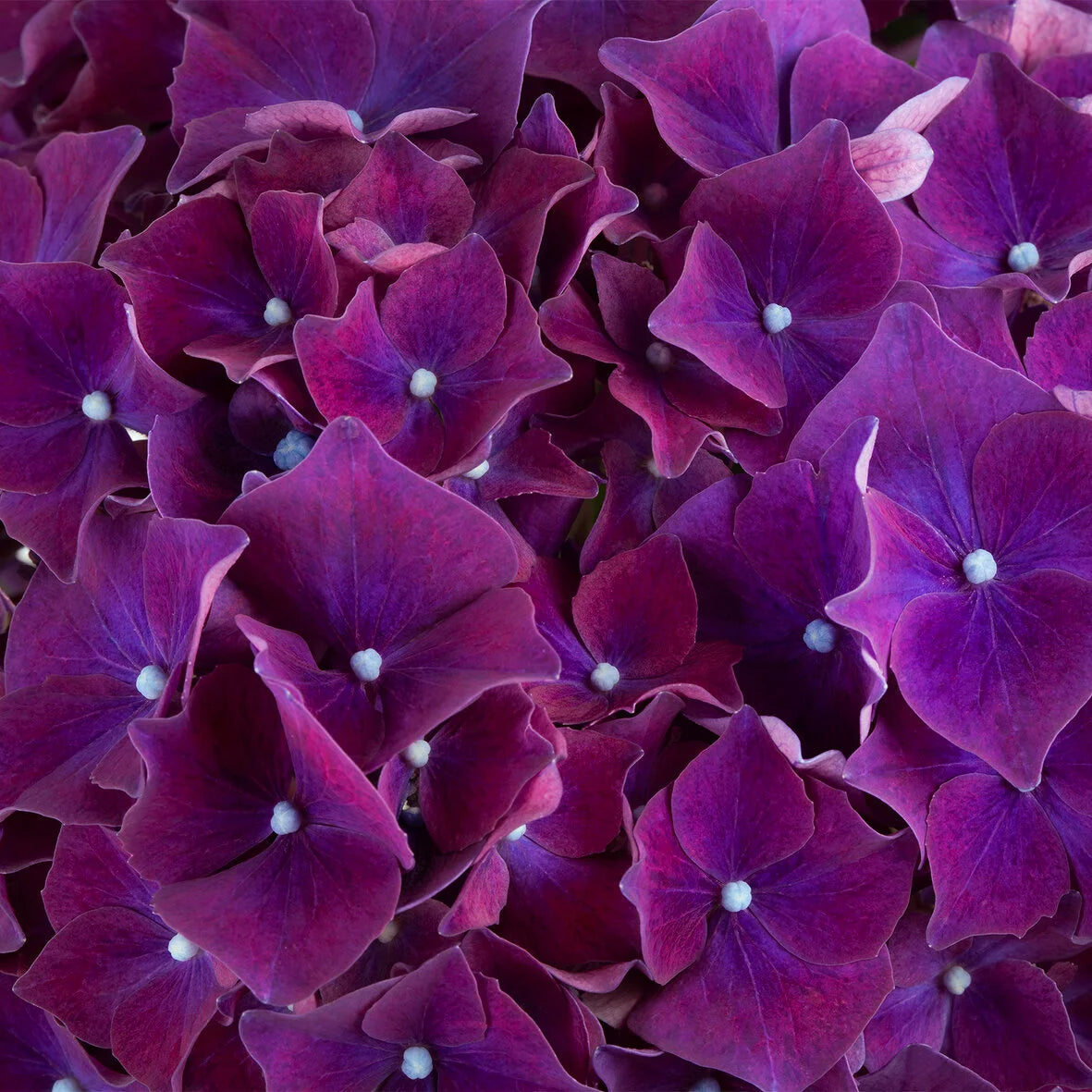 Hydrangea | Hi Fire Bigleaf Hydrangea