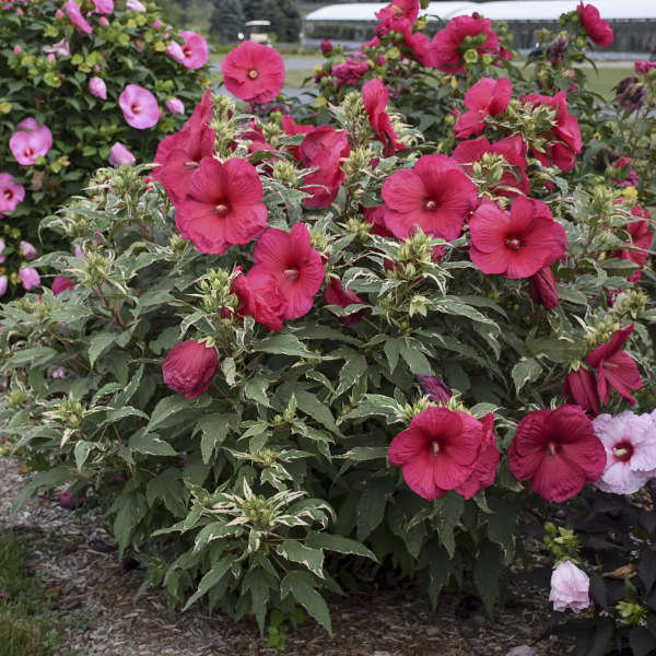 Hibiscus | Summer Carnival Hibiscus - 3 Gallon