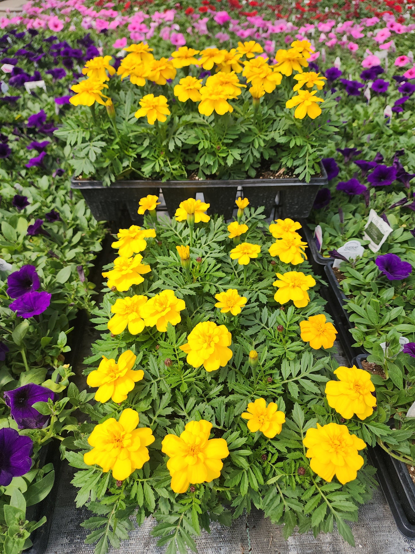 Marigold | French - 24 Pack