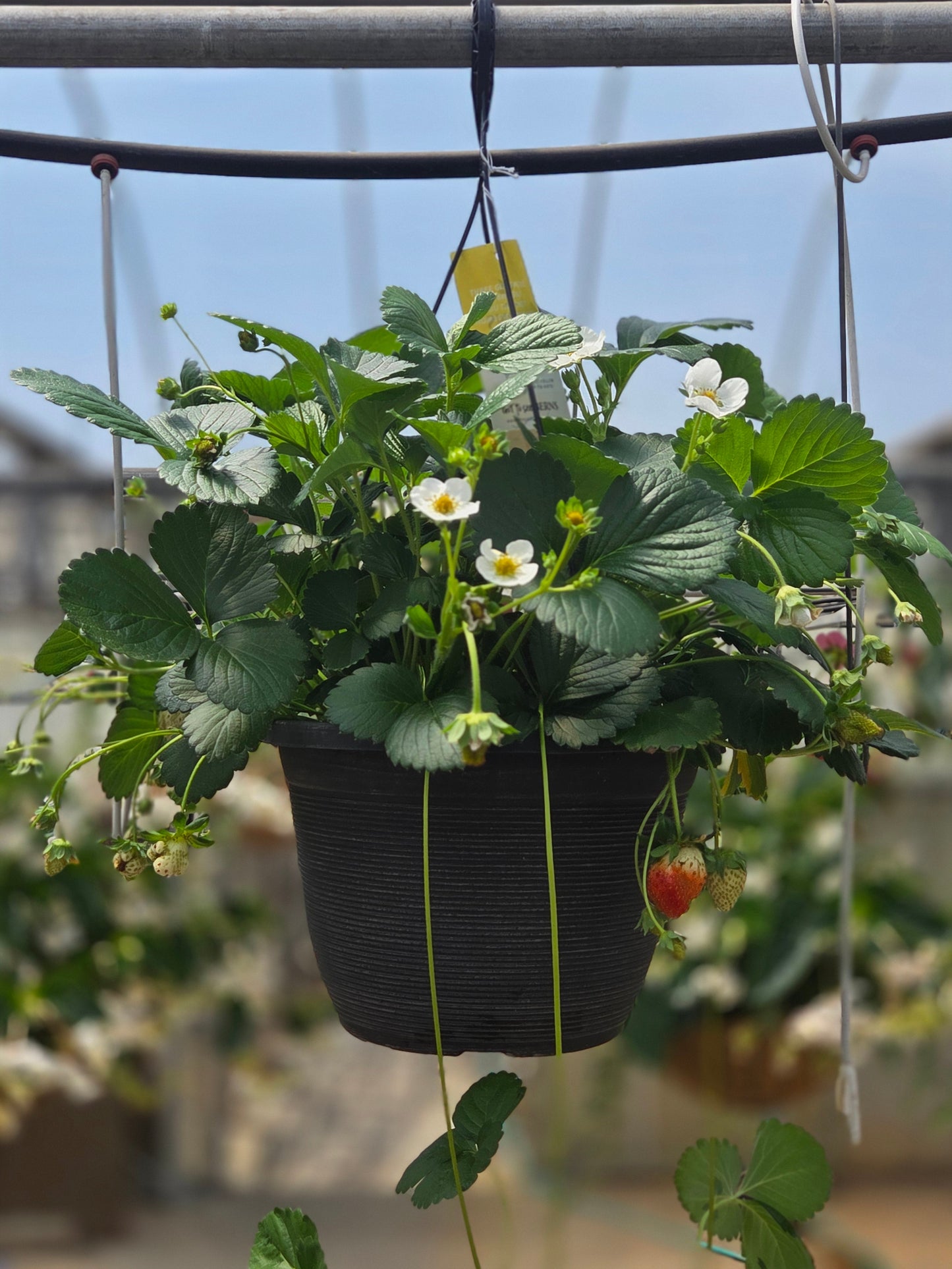 Strawberry | Berries Hill Mix - Medium Hanging Basket